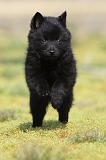 SCHIPPERKE 198